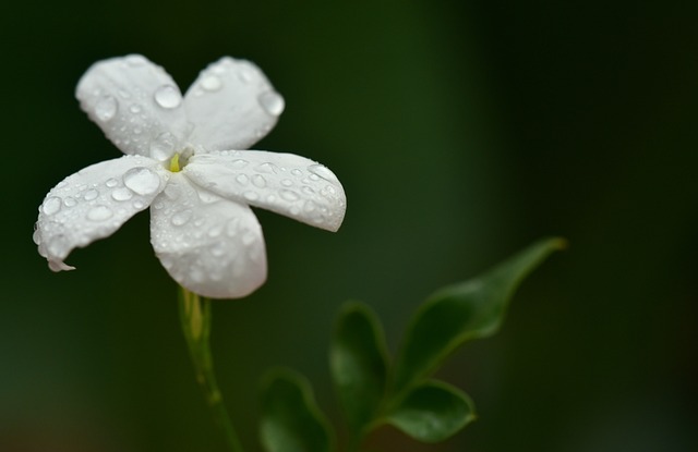 jasmin-3617678_640.jpg